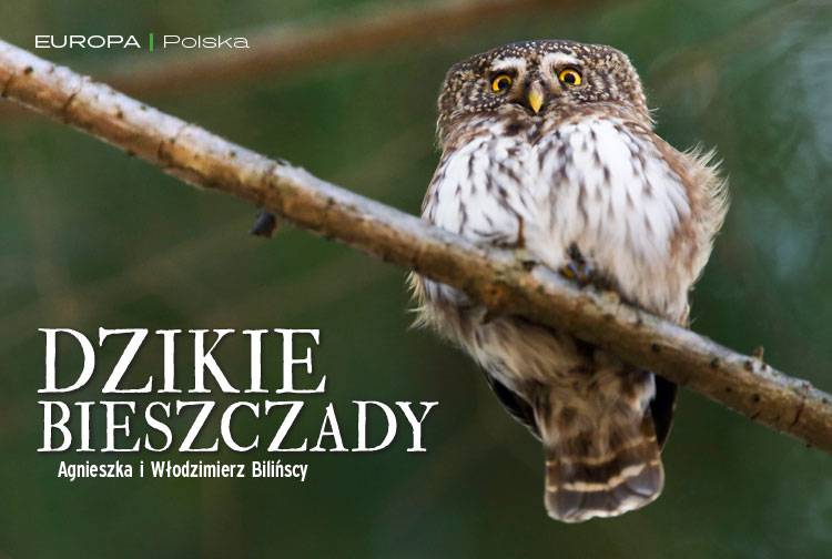 Losowy darmowy artykuł